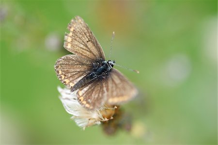 simsearch:841-06345488,k - Close-up of Ringlet (Aphantopus hyperantus) Butterfly in Late Summer Photographie de stock - Premium Libres de Droits, Code: 600-07769827