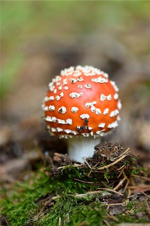 simsearch:600-06486334,k - Close-up of Fly Agaric (Amanita muscaria) on Forest Floor in Late Summer, Upper Palatinate, Bavaria, Germany Stock Photo - Premium Royalty-Free, Code: 600-07769834