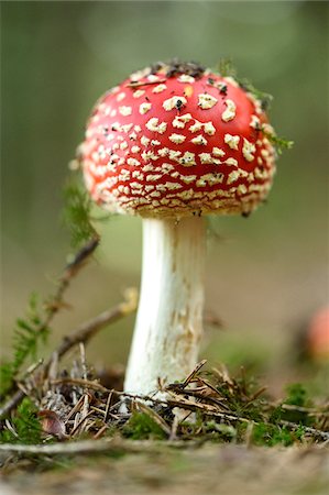simsearch:600-06486334,k - Close-up of Fly Agaric (Amanita muscaria) on Forest Floor in Late Summer, Upper Palatinate, Bavaria, Germany Stock Photo - Premium Royalty-Free, Code: 600-07769835