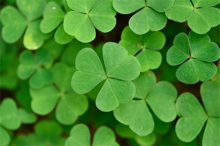 Close-up of Wood Sorrel (Oxalis acetosella) on Forest Floor in Late Summer, Upper Palatinate, Bavaria, Germany Stock Photo - Premium Royalty-Free, Code: 600-07769831