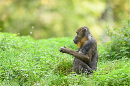 simsearch:600-07760219,k - Close-up of a mandrill (Mandrillus sphinx) sitting in a meadow in summer, Zoo Augsburg, Swabia, Bavaria, Germany Stock Photo - Premium Royalty-Free, Code: 600-07760212