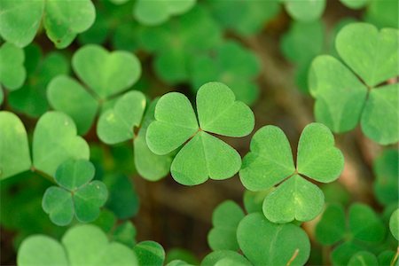 Close-up of or common wood sorrel (Oxalis acetosella) on the forest floor in late summer, Upper Palatinate, Bavaria, Germany Foto de stock - Sin royalties Premium, Código: 600-07760248