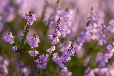 simsearch:600-07848052,k - Close-up of common heather (Calluna vulgaris) in autumn, Upper Palatinate, Bavaria, Germany Stock Photo - Premium Royalty-Free, Code: 600-07760257