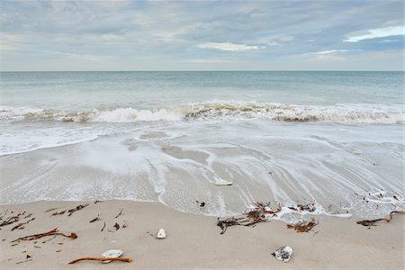 simsearch:600-07453834,k - Seaweed and shells on sandy beach with surf at low tide, Helgoland, Germany Stock Photo - Premium Royalty-Free, Code: 600-07784545