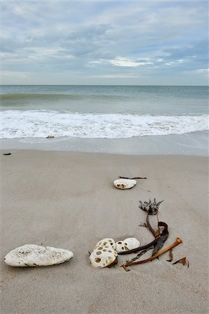 foreground (something in the foreground) - Shells and seaweed on sandy beach with surf at low tide, Helgoland, Germany Stock Photo - Premium Royalty-Free, Code: 600-07784543