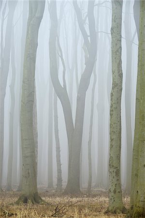 famous place forest german - Trees in forest with fog, Ghost Forest (Gespensterwald), Nienhagen, Westren Pomerania, Mecklenburg-Vorpommern, Germany Stock Photo - Premium Royalty-Free, Code: 600-07784600