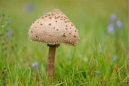 simsearch:600-06486334,k - Close-up of a parasol mushroom (Macrolepiota procera) mushroom in a meadow in early autum, Upper Palatinate, Bavaria, Germany Stock Photo - Premium Royalty-Free, Code: 600-07780106