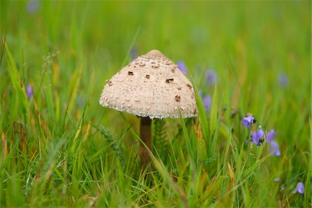 simsearch:600-06486334,k - Close-up of a parasol mushroom (Macrolepiota procera) mushroom in a meadow in early autum, Upper Palatinate, Bavaria, Germany Stock Photo - Premium Royalty-Free, Code: 600-07780107