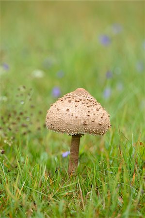 simsearch:600-06486334,k - Close-up of a parasol mushroom (Macrolepiota procera) in a meadow in early autum, Upper Palatinate, Bavaria, Germany Stock Photo - Premium Royalty-Free, Code: 600-07783758