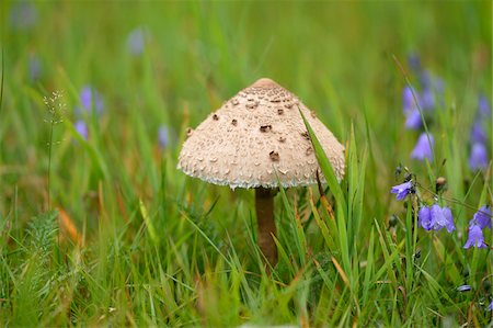 simsearch:600-06486334,k - Close-up of a parasol mushroom (Macrolepiota procera) mushroom in a meadow in early autum, Upper Palatinate, Bavaria, Germany Stock Photo - Premium Royalty-Free, Code: 600-07783759