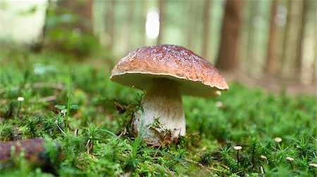 simsearch:600-06486334,k - Close-up of Porcini Mushroom (Boletus edulis) in Early Autumn, Bavaria, Germany Stock Photo - Premium Royalty-Free, Code: 600-07783964