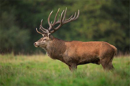 red deer (animal) - Portrait of Red Deer (Cervus elaphus), Germany Stock Photo - Premium Royalty-Free, Code: 600-07797718