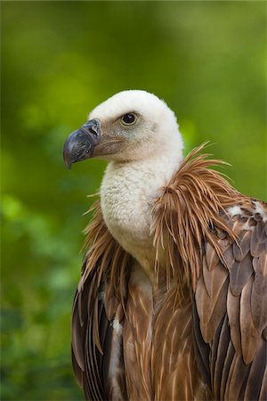simsearch:600-03478686,k - Portrait of Young Griffon Vulture (Gyps fulvus), Germany Stock Photo - Premium Royalty-Free, Code: 600-07791515