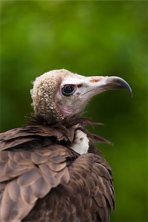 simsearch:600-03478686,k - Portrait of Hooded Vulture (Necrosyrtes monachus), Germany Stock Photo - Premium Royalty-Free, Code: 600-07791516