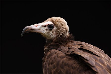 simsearch:600-03478686,k - Portrait of Hooded Vulture (Necrosyrtes monachus), Studio Shot Stock Photo - Premium Royalty-Free, Code: 600-07791517