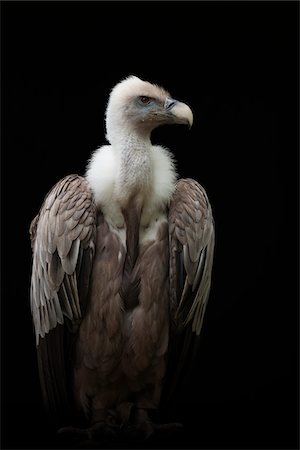 simsearch:600-03478686,k - Portrait of Griffon Vulture (Gyps fulvus), Studio Shot Stock Photo - Premium Royalty-Free, Code: 600-07791518