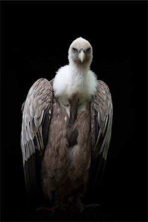 simsearch:600-03478686,k - Portrait of Griffon Vulture (Gyps fulvus), Studio Shot Stock Photo - Premium Royalty-Free, Code: 600-07791519