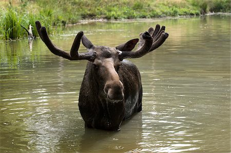 Portrait of Moose (Alces alces) in Water, Germany Stock Photo - Premium Royalty-Free, Code: 600-07791525