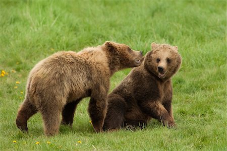 play-fighting - European Brown Bears (Ursus arctos arctos) Playing, Germany Stock Photo - Premium Royalty-Free, Code: 600-07791527