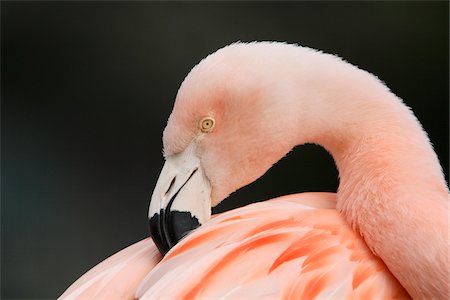 Close-up Portrait of a Chilean Flamingo (Phoenicopterus chilensis), Germany Stock Photo - Premium Royalty-Free, Code: 600-07802514