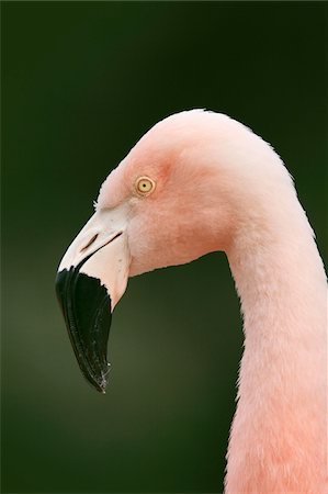simsearch:600-03478686,k - Close-up Portrait of a Chilean Flamingo (Phoenicopterus chilensis), Germany Stock Photo - Premium Royalty-Free, Code: 600-07802515