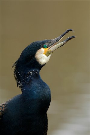 simsearch:600-03478686,k - Close-up Portrait of a Great Cormorant (Phalacrocorax carbo), Gemany Stock Photo - Premium Royalty-Free, Code: 600-07802516