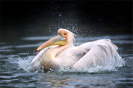 Close-up of White Pelican (Pelecanus onocrotalus) taking a Bath, Germany Stock Photo - Premium Royalty-Free, Code: 600-07802517