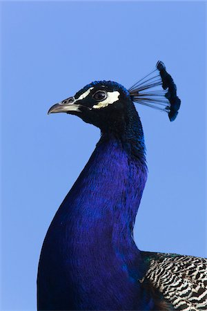 feather  close-up - Close-up Portrait of a Male Peacock (Pavo cristatus), Germany Foto de stock - Sin royalties Premium, Código: 600-07802530