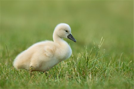 Portrait of Mute Swan Cygnet (Cygnus olor), Germany Stock Photo - Premium Royalty-Free, Code: 600-07802547