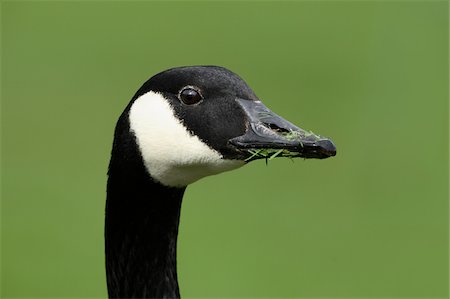 simsearch:600-03478686,k - Close-up of Canada Goose (Branta canadensis), Germany Stock Photo - Premium Royalty-Free, Code: 600-07802733