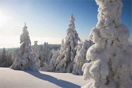 simsearch:600-06038292,k - Snow Covered Spruce Trees, Grosser Arber, Bavarian Forest, Bavaria, Germany Photographie de stock - Premium Libres de Droits, Code: 600-07802745