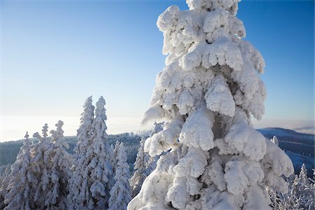 simsearch:600-06038292,k - Snow Covered Spruce Trees, Grosser Arber, Bavarian Forest, Bavaria, Germany Photographie de stock - Premium Libres de Droits, Code: 600-07802746