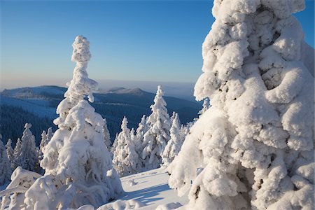 simsearch:600-06038292,k - Snow Covered Spruce Trees, Grosser Arber, Bavarian Forest, Bavaria, Germany Photographie de stock - Premium Libres de Droits, Code: 600-07802747