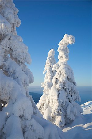 simsearch:600-06038292,k - Snow Covered Spruce Trees, Grosser Arber, Bavarian Forest, Bavaria, Germany Photographie de stock - Premium Libres de Droits, Code: 600-07802748