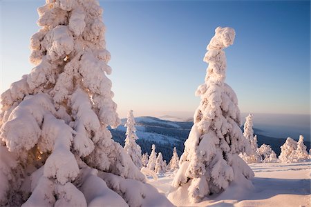simsearch:600-06038292,k - Snow Covered Spruce Trees, Grosser Arber, Bavarian Forest, Bavaria, Germany Photographie de stock - Premium Libres de Droits, Code: 600-07802749