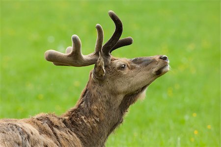 simsearch:600-03478686,k - Red Deer (Cervus elaphus), Germany Stock Photo - Premium Royalty-Free, Code: 600-07802758