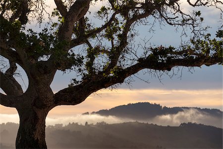 damir frkovic - Silhouette of Oak Tree and Fog at Sunset, San Carlos, California, USA Stock Photo - Premium Royalty-Free, Code: 600-07802763