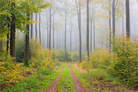 path through woods - Path through Misty Beech Forest, Spessart, Bavaria, Germany Stock Photo - Premium Royalty-Free, Code: 600-07802837