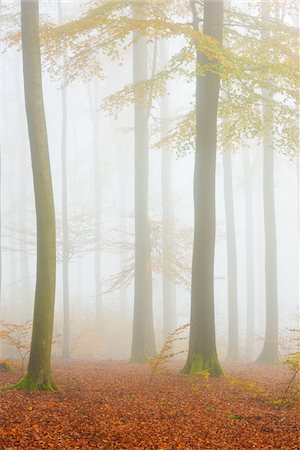 simsearch:600-06397426,k - European Beech (Fagus sylvatica) Forest in Mist, Spessart, Bavaria, Germany Foto de stock - Sin royalties Premium, Código: 600-07802877