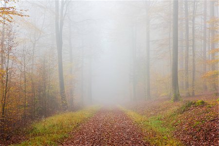 simsearch:600-06397426,k - Path through Misty European Beech (Fagus sylvatica) Forest, Spessart, Bavaria, Germany Foto de stock - Sin royalties Premium, Código: 600-07802878