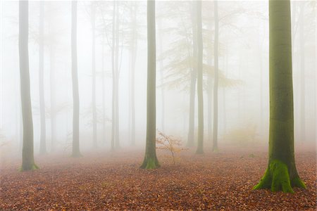 simsearch:600-06397426,k - European Beech (Fagus sylvatica) Forest in Mist, Spessart, Bavaria, Germany Foto de stock - Sin royalties Premium, Código: 600-07802873