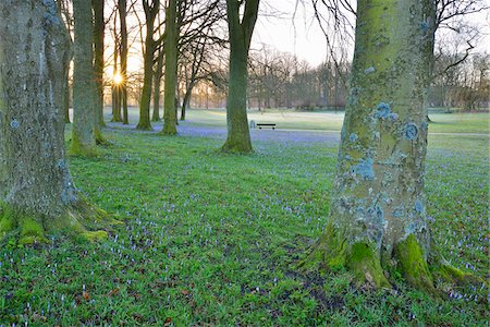 Crocus in the Park at Sunrise, Spring, Husum Schlosspark, Schleswig-Holstein, Germany Stock Photo - Premium Royalty-Free, Code: 600-07802925