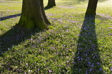 simsearch:400-05044143,k - Crocus and Trees in Spring, Husum Schlosspark, Schleswig-Holstein, Germany Stock Photo - Premium Royalty-Free, Code: 600-07802934