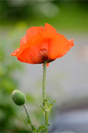 papaverales - Close-up of Oriental Poppy (Papaver orientale) in Garden in Spring, Bavaria, Germany Stock Photo - Premium Royalty-Free, Code: 600-07802935