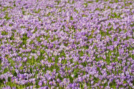 simsearch:400-05044143,k - Field of Crocus in Spring, Husum Schlosspark, Schleswig-Holstein, Germany Stock Photo - Premium Royalty-Free, Code: 600-07802933