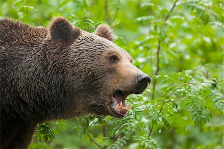 simsearch:600-03478686,k - European Brown Bear (Ursus arctos arctos), Bavarian Forest National Park, Bavaria, Germany Stock Photo - Premium Royalty-Free, Code: 600-07802981