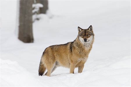 Portrait of Wolf (Canis lupus) in winter, Bavarian Forest National Park, Bavaria, Germany Stock Photo - Premium Royalty-Free, Code: 600-07803047
