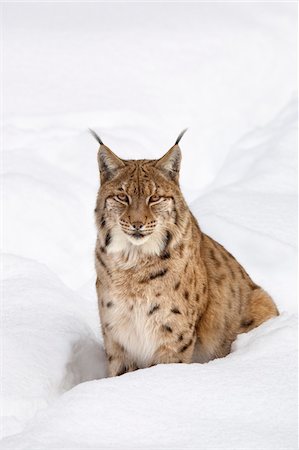 Portrait of European Lynx (Lynx lynx) in winter, Bavarian Forest National Park, Bavaria, Germany Stock Photo - Premium Royalty-Free, Code: 600-07803062