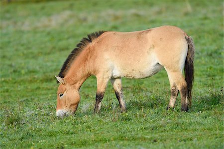 simsearch:600-00865387,k - Przewalski's Horse (Equus ferus przewalskii) on Meadow in Autumn, Bavarian Forest National Park, Bavaria, Germany Stock Photo - Premium Royalty-Free, Code: 600-07810459