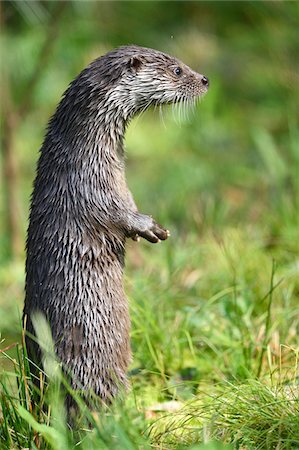 standing on hind legs - Close-up of European Otter (Lutra lutra) on Meadow in Autumn, Bavarian Forest National Park, Bavaria, Germany Stock Photo - Premium Royalty-Free, Code: 600-07810465